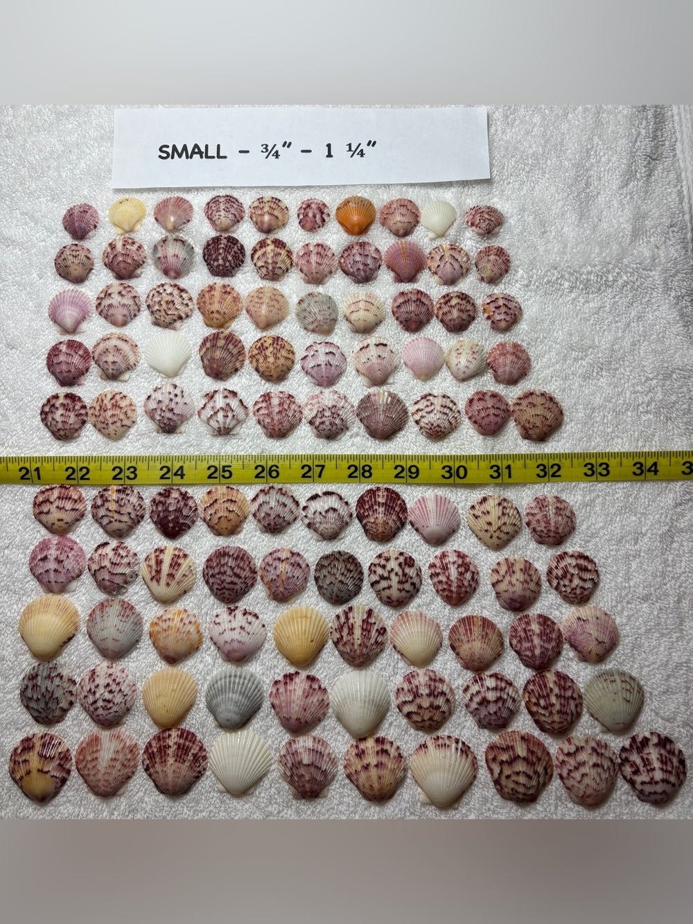 100 - Sanibel Island Scallop Seashell Collection - Small Size 3/4” - 1 1/4”.